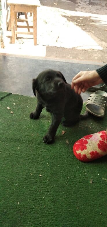 Вязка собак: 1 месяц, Самка — 1