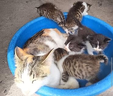 bb kitty бишкек: Котята вместе с кошечкой ( с мамой) отдаётся в хорошие, заботливые — 6