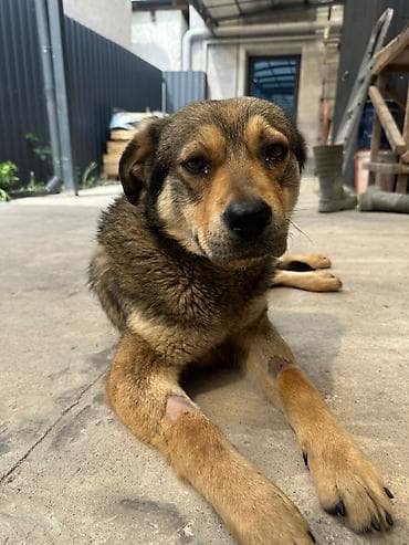 талас ит: Милый дворняжий пёс среднего размера с густой шерстью палево-рыжего — 2