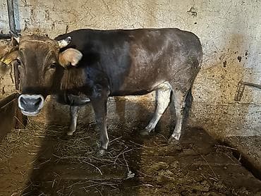 голова коровы: Продаю | Корова (самка) | Для разведения | Привязанные — 1