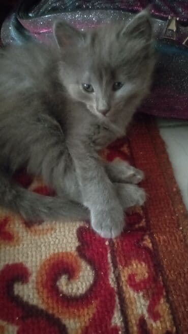 отдам котят в добрые руки: Котята домашние, возраст приблизительно 1,5–2 месяца. - Окрас — 3