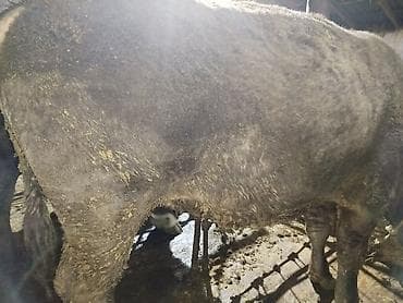 трава для животных: Продаю | Бык (самец) | На забой — 3