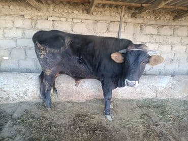 продам домик для кошки: Продаю | Бык (самец) | На откорм | Привязанные — 11