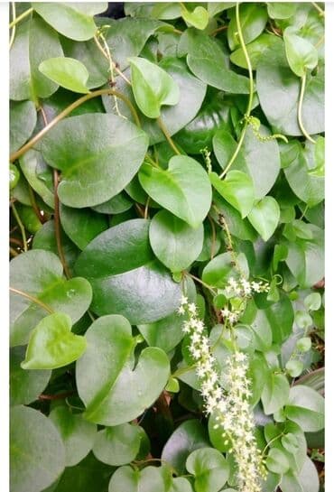 аихризон купить: Анредера сердцелистная.С приятным ароматом при — 2