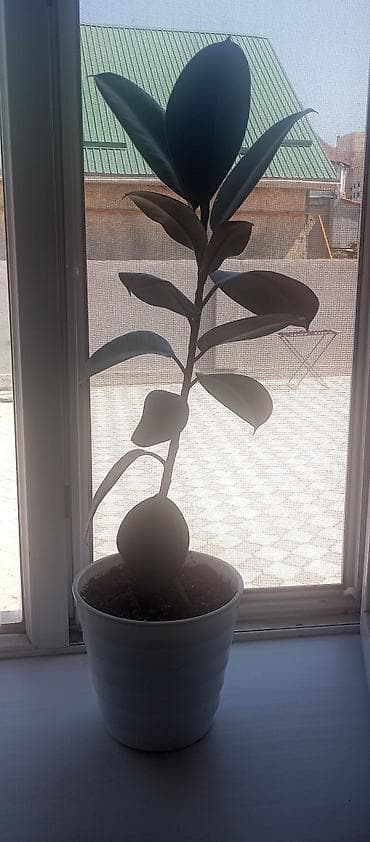 фикус сколько стоит: Фикус эластика (каучуконосный) в декоративном белом горшке. - Высота — 2