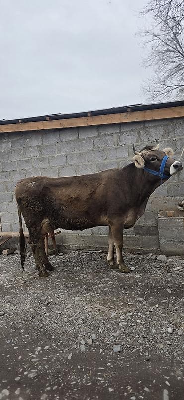 Аквариумдар: Сатам | Уй (ургаачы) | Көбөйтүү үчүн | Байланган — 1