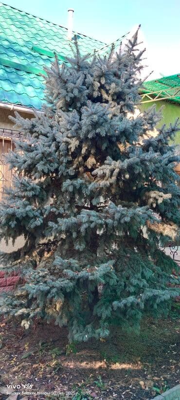 облепиха саженцы: Саженцы деревьев: Ели — 1