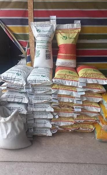Жүгөрү үрөндөр сатылыт Семена Кукурузы Ала-Тоо Манас Чуй-62 Будан at lalafo.kg Жүгөрү үрөндөр сатылыт Семена Кукурузы Ала-Тоо Манас Чуй-62 Будан
