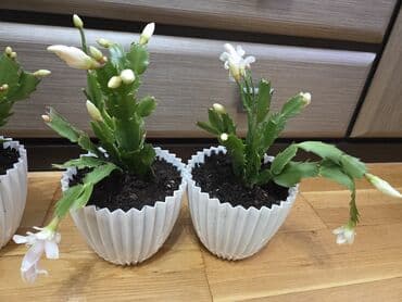 цветы замиокулькас: Декабрист (Schlumbergera, зигокактус) в горшке. - Компактные кустики — 4