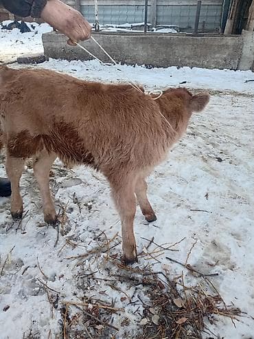 Башка жаныбарлар: Сатам | Музоо | Аргын | Көбөйтүү үчүн | Жасалма уруктандырылган — 6