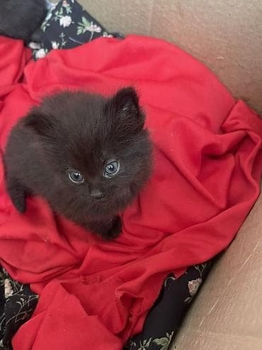 маленький котёнок: Пушистые котята, окрас сплошной черный (дымчатые подпуши). Круглые — 3