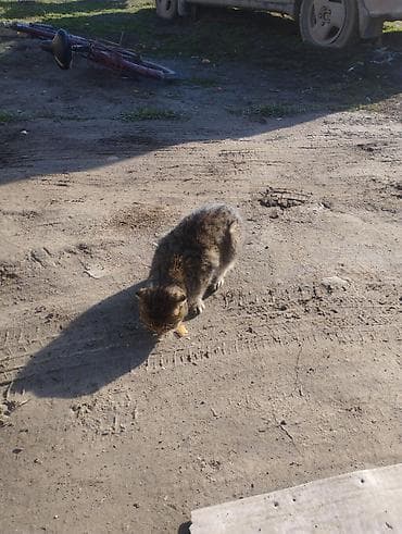 для скота: Шотландский вислоухий кот (Scottish Fold) - Окрас: тигрово-коричневый — 5