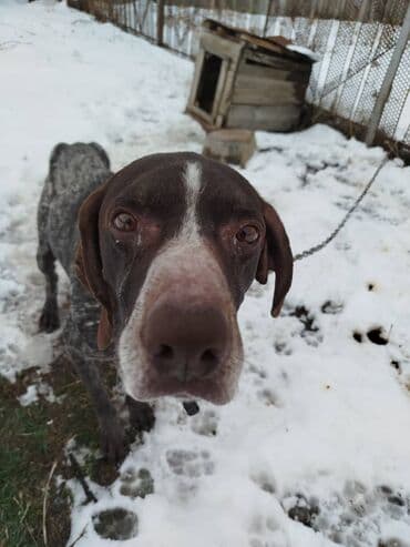 породы собак в бишкеке: Продаю чистокровный курцхар охотничий ишет в стойку встает в машину — 8