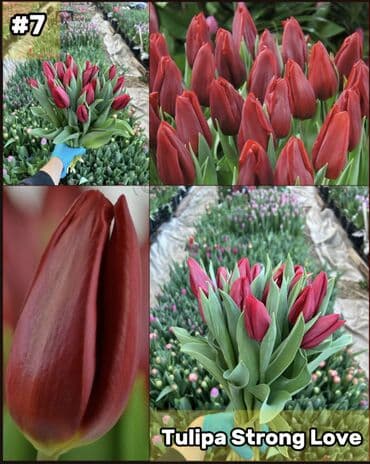 размещение рекламы: Организация мероприятий | Букеты, флористика — 8