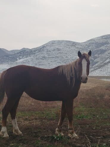 Собаки: Продаю | Кобыла (самка) | Рабочий — 6