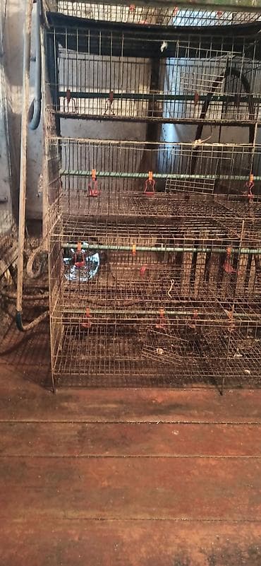 клетка для перепелок: Клеточные батареи для содержания птицы (кур-несушек/перепелов) — 4