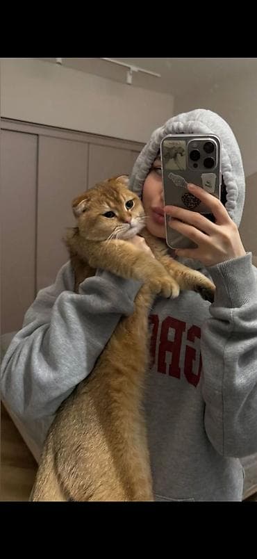 Скотиш Фолд (Шотландская вислоухая), 11 месяцев, Мальчик, Золотая шиншилла, Приучена к лотку, С документами, С прививками