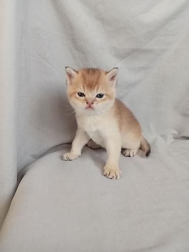 Мышыктар сатылат: 💛 Золотое счастье ищет свой дом 💛 Открыто бронирование на шикарного — 7