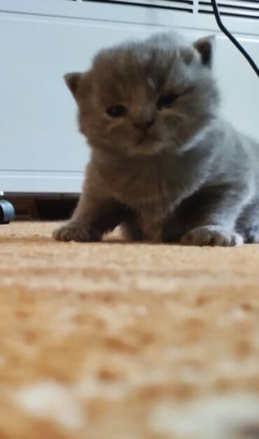 ящик почтовый: Британская короткошёрстная, 1 месяц, Мальчик, Голубой, Приучена к лотку — 4