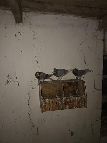Сатылып кетти