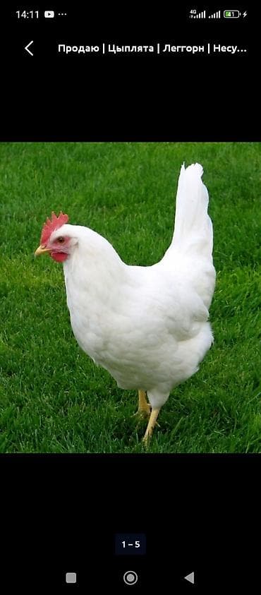 утки индоутки: Продаю | Куры | Леггорн | Несушки — 2