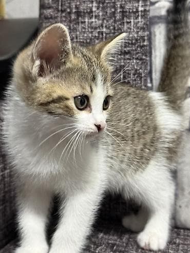 Кошки: 1.5 месяца, девочка котёнок домашний, короткошёрстный. Описание: - — 4