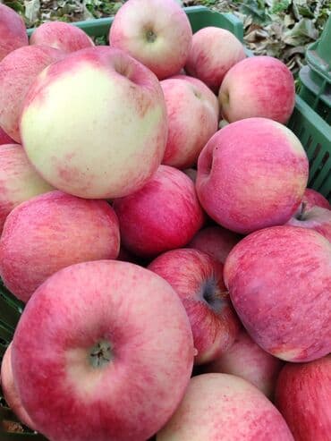 Яблоки Оптом