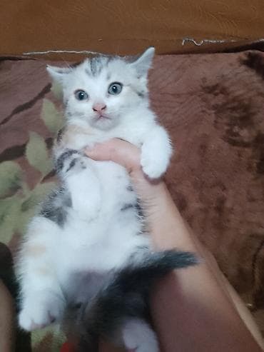 Скотиш Страйт (Шотландская прямоухая), 1 месяц, Девочка, Приучена к лотку — 2