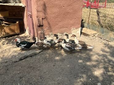 заборы бишкек: Жыпарөрдөк  — 4