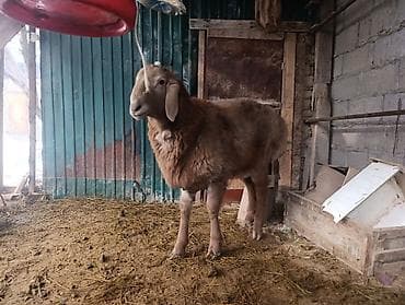 голуби птицы: Продаю | Баран (самец) | Арашан | Для разведения | Осеменитель — 1