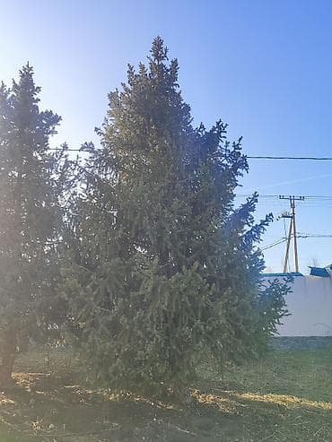 Другие товары для дома: Саженцы деревьев: Ели, Самовывоз — 3