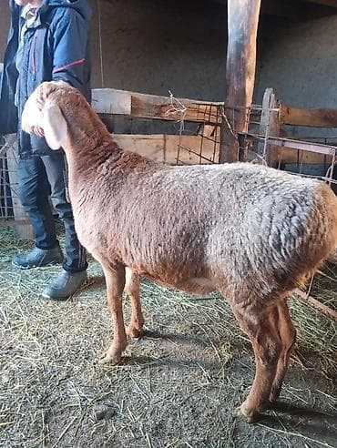 продам курей: Продаю | Баран (самец) | На забой | Матка — 3