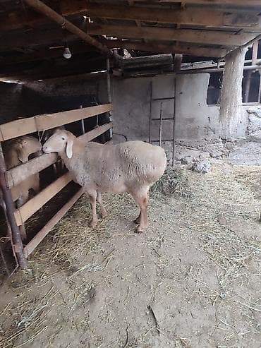 жеребята лошади: Продаю | Баран (самец) | Арашан | Для разведения | Племенные, Осеменитель — 5