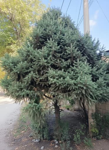 Саженцы деревьев: Ели