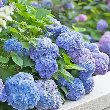 цветущий каланхое: Продаю саженцы 20-летней гортензии. Гортензия крупнолистная (Hydrangea — 3