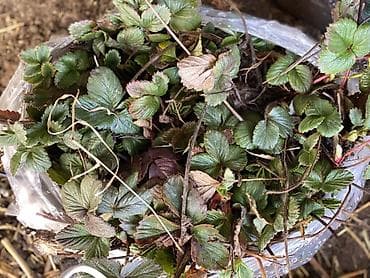 где можно купить клубнику: Рассада (клубники) сорт черный принц с открытой корневой системой. - — 5