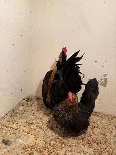 Аквариумдар: Сатам | Тооктор | Көбөйтүү үчүн — 5