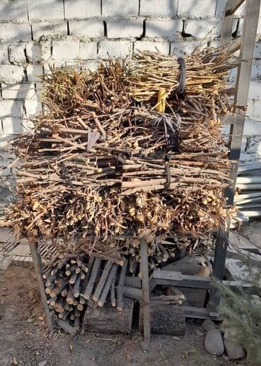 комнатные растения из голландии в бишкек каталог: Дрова — 2