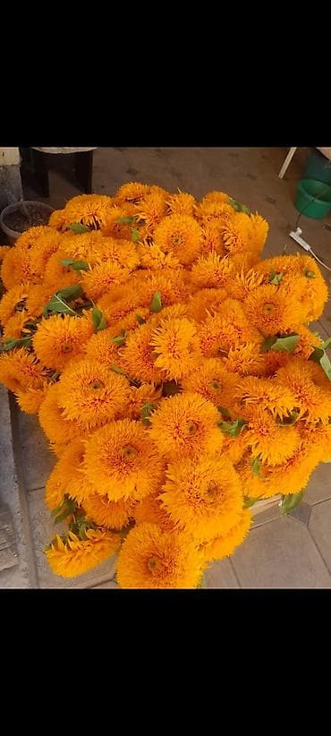 Продаю декоративные 🌻подсолнухи — 1