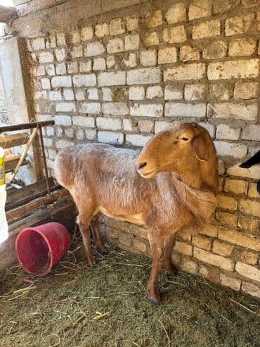 Грызуны: Продаю | Баран (самец) | Арашан | Для разведения | Племенные — 9