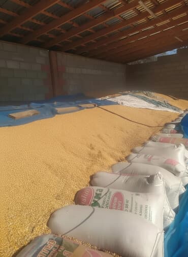 Продается красная Кукуруза 🌽 сухой стекляшка 37тонн. 22сом Кызыл at lalafo.kg Продается красная Кукуруза 🌽 сухой стекляшка 37тонн. 22сом Кызыл