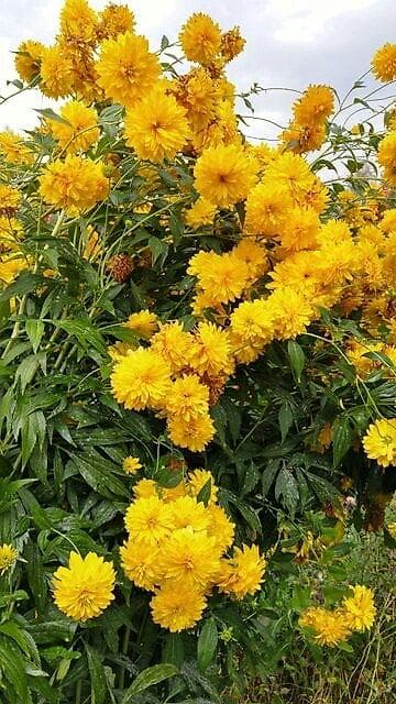 Садовые цветы, золотой шар Адрес село Нижняя Аларча