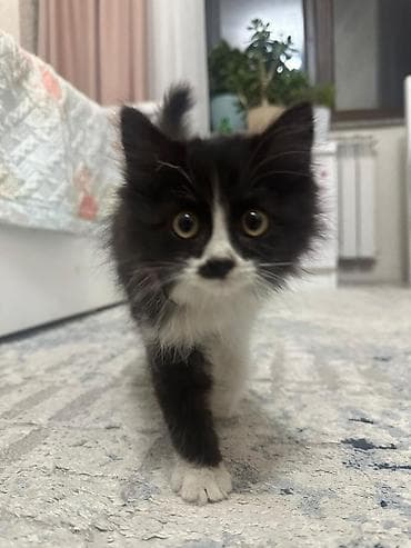 Мышык бекер берем: Мышык бекер берилет: Породасыз, 2 айлык, Ургаачы, Лотокко барууга үйрөтүлгөн — 1