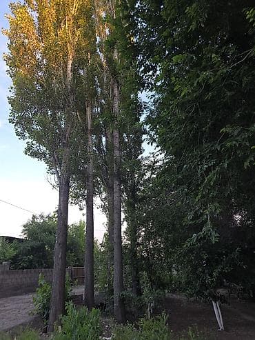 Черенки