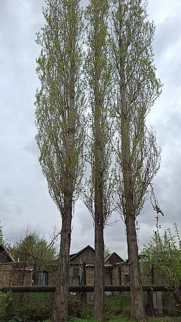 Келишим баада Терек сатылат келишим баада. Өзүнүздөр кыркып at lalafo.kg Келишим баада Терек сатылат келишим баада. Өзүнүздөр кыркып