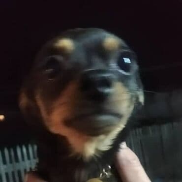 токмок собака: Отдаю собачку в добрые руки мальчик 5 лет зовут Ричи — 2