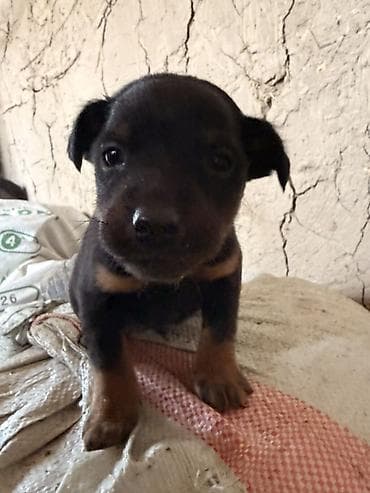 Ягдтерьер, 1 месяц, Самец, С прививкой