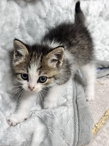 Котёнок, короткошёрстный, окрас табби с белым. Описание: - Возраст на