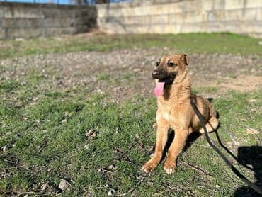 хаски продажа: Ищем дом молодому кобельку. Привит. Привезём сами — 3