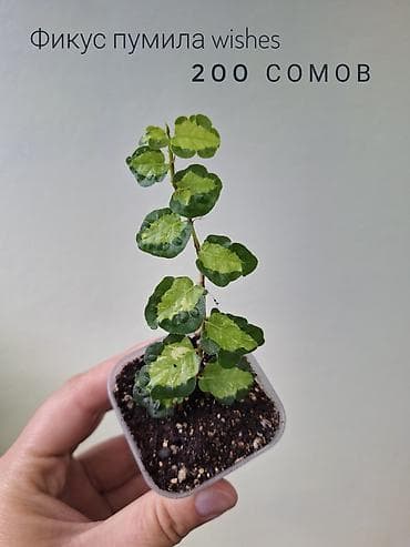 оптом светы: 🪴В продаже фикусы разных сортов. 🌿Названия и цены указаны на фото — 7